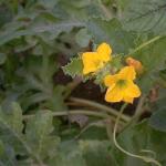 Melon flower