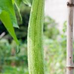 Luffa on vine