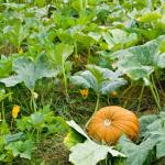 Pumpkin on vine