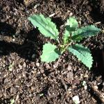 A seedling Cavalo Nero