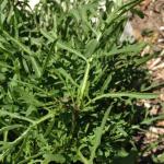 'Wild' rocket (narrow leaves)