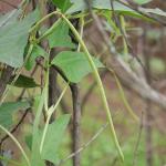 Young cow peas on plant (commons.wikimedia.org - Dinesh Valke - CC BY-SA 2.0)