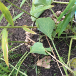 Ginger ready to harvest