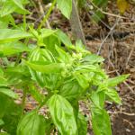 Basil flower