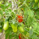 c) Tomato Roma (acid free)