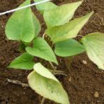 New shoots on Kumara