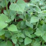 Cape Gooseberry plant