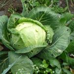 Winter cabbage