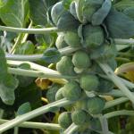 Mature brussels sprouts