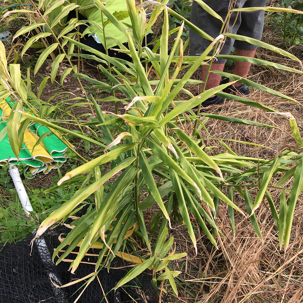 Growing Ginger in New Zealand   temperate climate