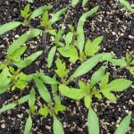 a)  Seedlings